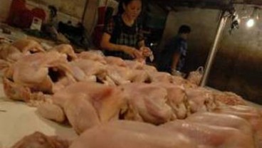 Harga Daging Ayam Ras di Balikpapan Naik